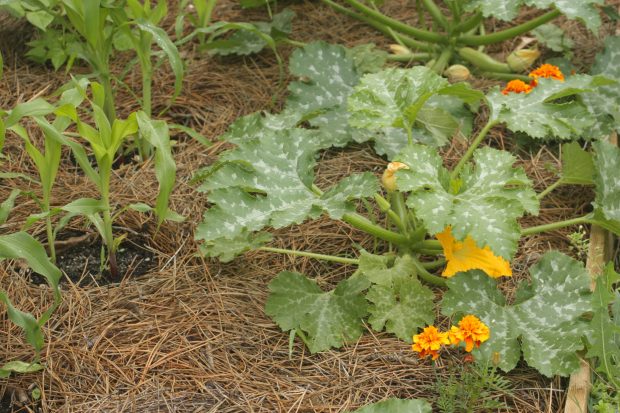 Kompost ve malç uygulaması