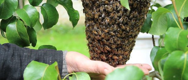 Mantar ilaçları da arıları öldürüyor