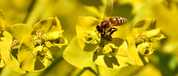 Arı türlerimizi koruyalım!