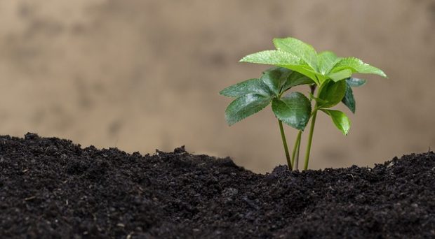 Ekolojik uyum nedir?