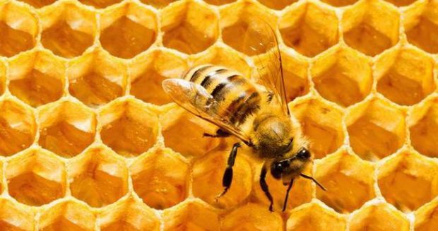 Türkiye’de Sürdürülebilir Arıcılık