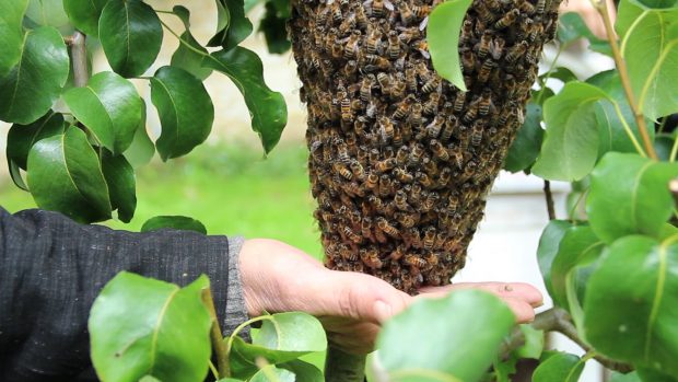 Meraklılar ve Yeni Başlayanlar İçin Ekolojik Arıcılık Eğitimi