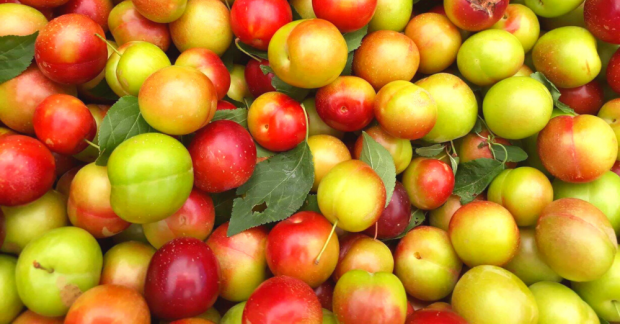 Güdül’de üretici pazarı bereketi﻿