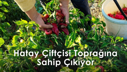 Tarımsal Üretimde Onarıcı Dönüşüm