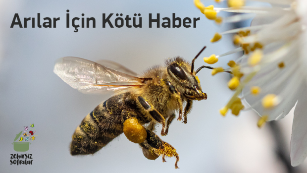 Arıları öldüren pestisitlerin kullanım süresi uzatıldı