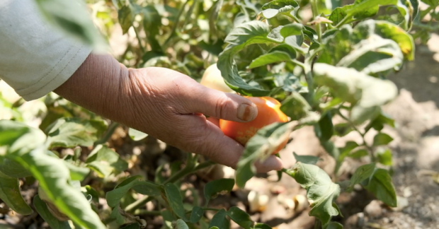 Güdül’ün doğa dostu üreticileri ile söyleşiler