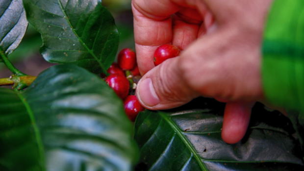 İklim değişikliğinin kahve, kaju ve avokado üretimine etkisi