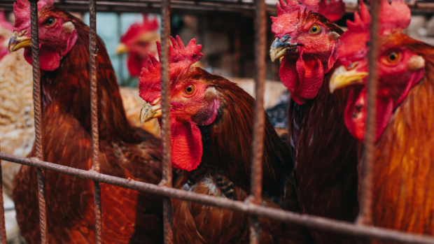 Hayvansal gıdaların etik dışı yolculuğu: Yumurta tavukçuluğu