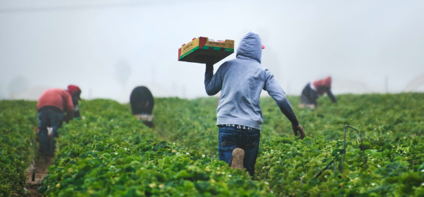 Çiftliklerden pazarlara: Sürdürülebilir gıda sistemleri için çözümler ve kolektif eylem