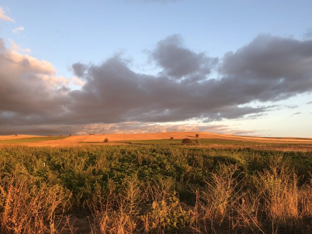 Yabani otlarla mücadelede doğa dostu bir yöntem: Yulaf