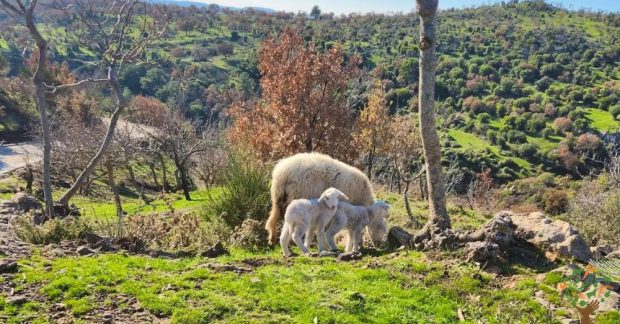 WWOOF Türkiye / TaTuTa ağı büyüyor