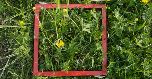 Çöpten kurtarılan asırlık belgeler Avrupa’nın bitki örtüsündeki değişimi ortaya koyuyor